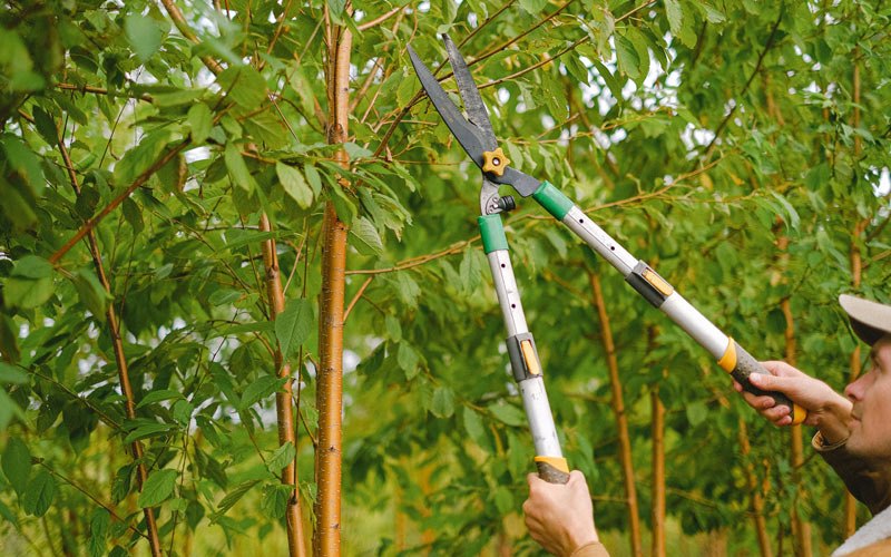 Tree trimming in Pearson, WI