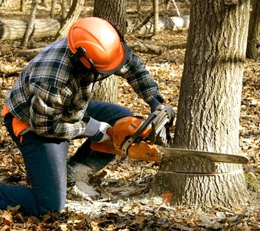Tree Removal in Pearson, WI